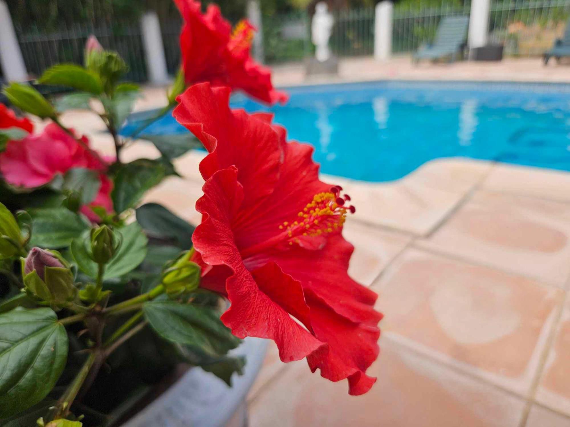 Les Jardins Du Patriarche Hotel Agde Buitenkant foto